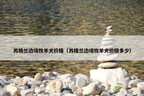 苏格兰边境牧羊犬价格（苏格兰边境牧羊犬价格多少）