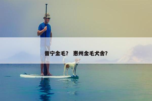 普宁金毛？ 惠州金毛犬舍？