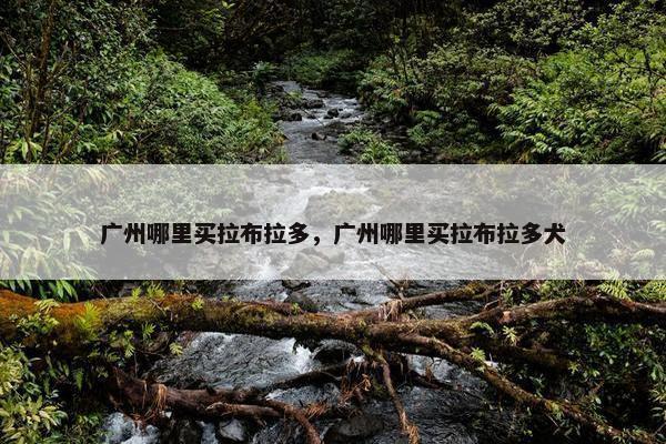 广州哪里买拉布拉多，广州哪里买拉布拉多犬