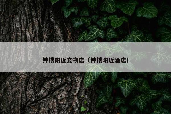 钟楼附近宠物店（钟楼附近酒店）