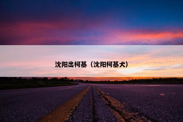 沈阳出柯基（沈阳柯基犬）