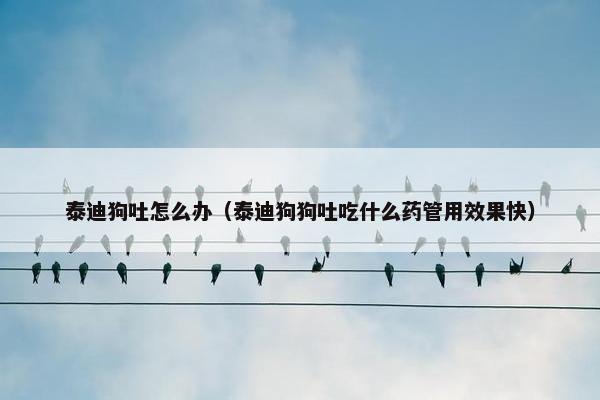 泰迪狗吐怎么办（泰迪狗狗吐吃什么药管用效果快）