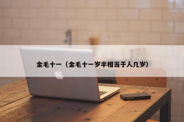 金毛十一（金毛十一岁半相当于人几岁）
