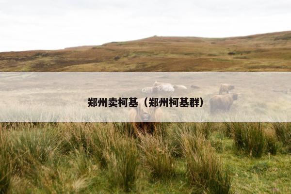 郑州卖柯基（郑州柯基群）