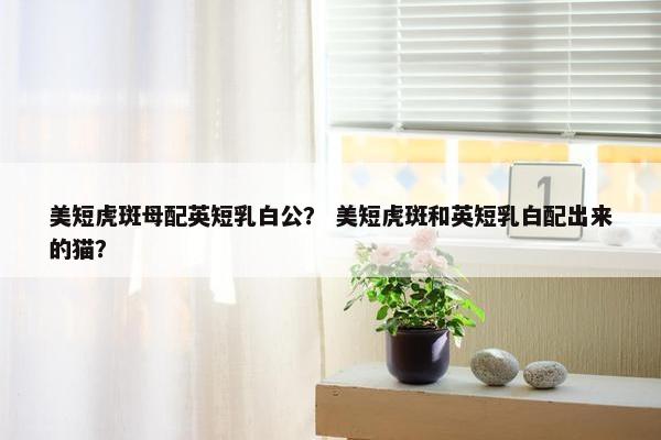 美短虎斑母配英短乳白公？ 美短虎斑和英短乳白配出来的猫？