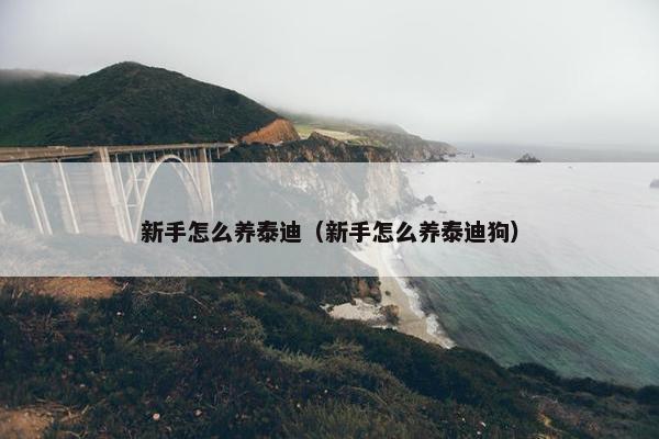 新手怎么养泰迪（新手怎么养泰迪狗）