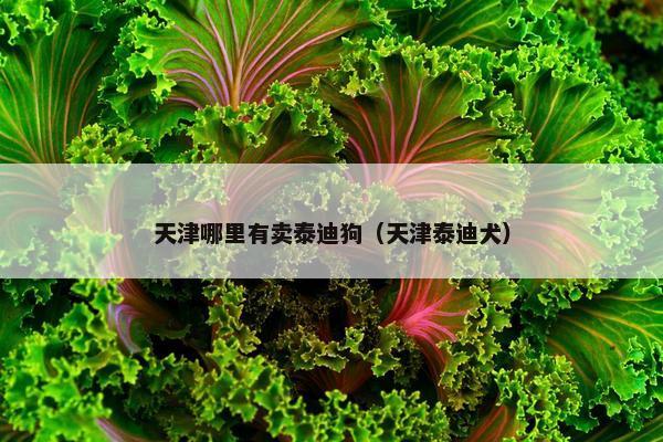 天津哪里有卖泰迪狗（天津泰迪犬）