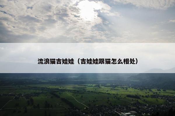 流浪猫吉娃娃（吉娃娃跟猫怎么相处）