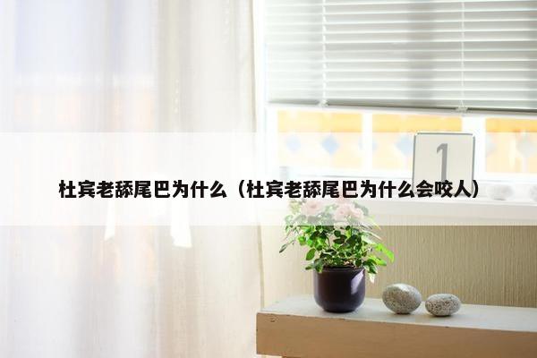 杜宾老舔尾巴为什么（杜宾老舔尾巴为什么会咬人）