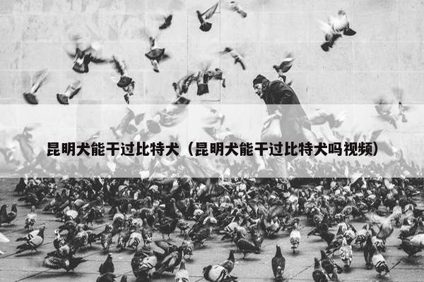 昆明犬能干过比特犬（昆明犬能干过比特犬吗视频）