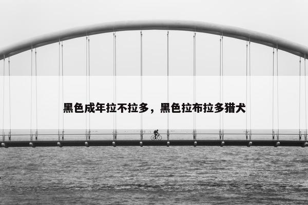 黑色成年拉不拉多，黑色拉布拉多猎犬