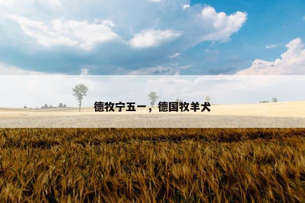 德牧宁五一，德国牧羊犬