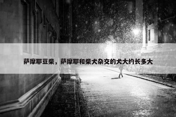 萨摩耶豆柴，萨摩耶和柴犬杂交的犬大约长多大
