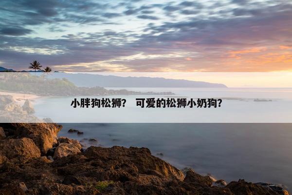 小胖狗松狮？ 可爱的松狮小奶狗？