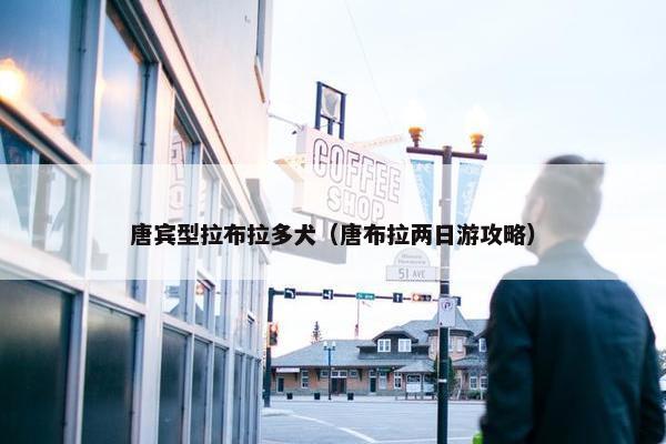 唐宾型拉布拉多犬（唐布拉两日游攻略）