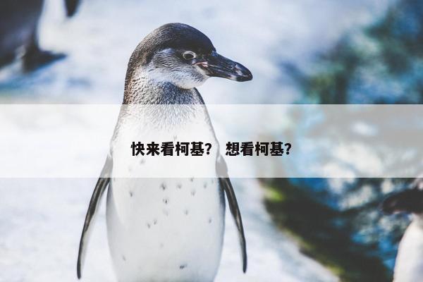 快来看柯基？ 想看柯基？