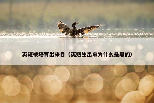 英短被培育出来目（英短生出来为什么是黑的）