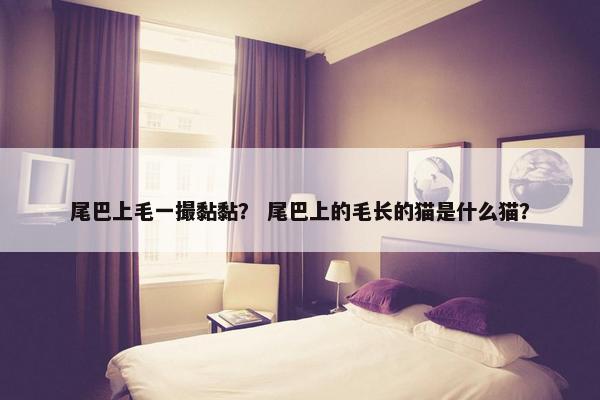 尾巴上毛一撮黏黏？ 尾巴上的毛长的猫是什么猫？