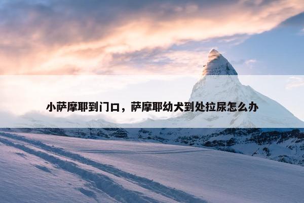 小萨摩耶到门口，萨摩耶幼犬到处拉尿怎么办