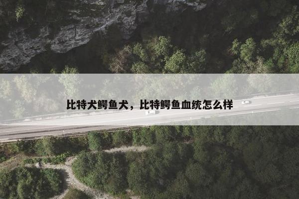 比特犬鳄鱼犬，比特鳄鱼血统怎么样