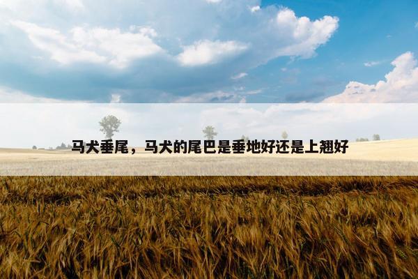 马犬垂尾，马犬的尾巴是垂地好还是上翘好