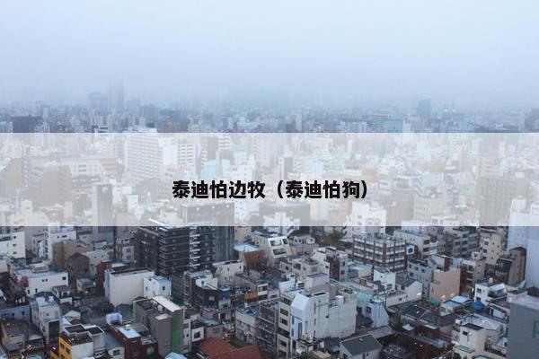 泰迪怕边牧（泰迪怕狗）