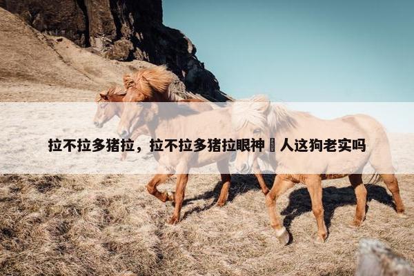 拉不拉多猪拉，拉不拉多猪拉眼神瘆人这狗老实吗