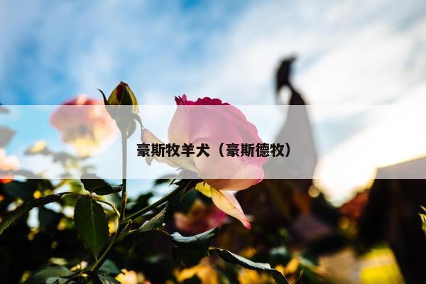 豪斯牧羊犬（豪斯德牧）