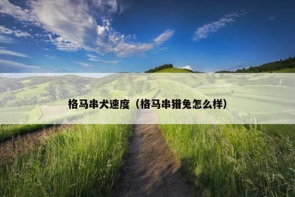 格马串犬速度（格马串猎兔怎么样）