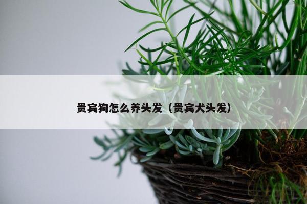 贵宾狗怎么养头发（贵宾犬头发）