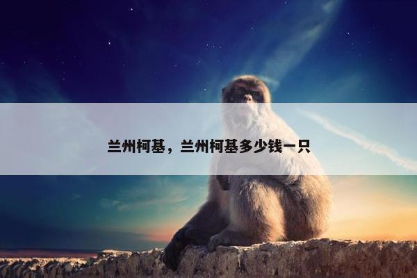 兰州柯基，兰州柯基多少钱一只