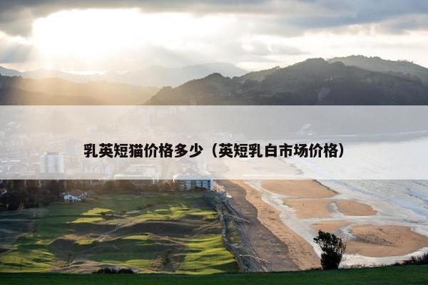 乳英短猫价格多少（英短乳白市场价格）