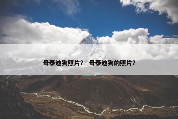 母泰迪狗照片？ 母泰迪狗的照片？
