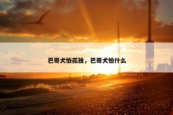 巴哥犬怕孤独，巴哥犬怕什么