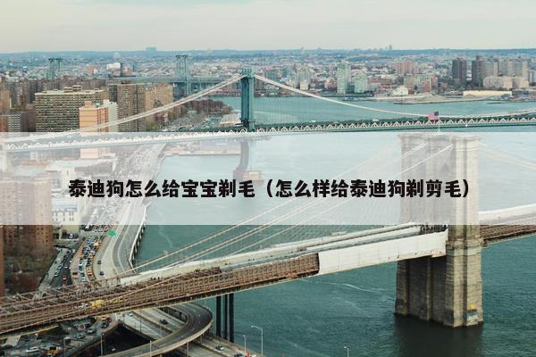 泰迪狗怎么给宝宝剃毛（怎么样给泰迪狗剃剪毛）