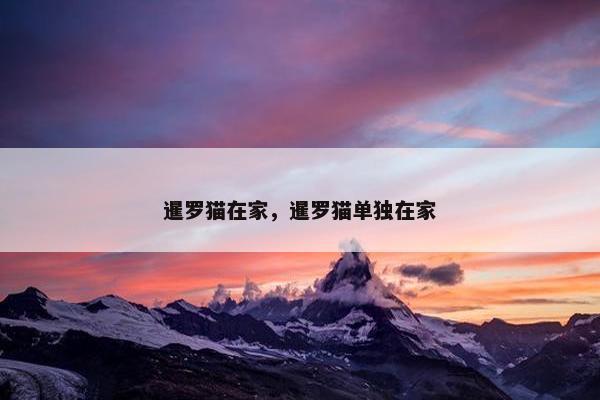 暹罗猫在家，暹罗猫单独在家