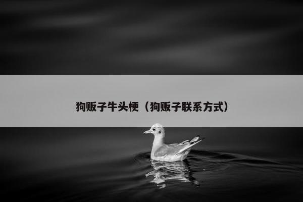 狗贩子牛头梗（狗贩子联系方式）