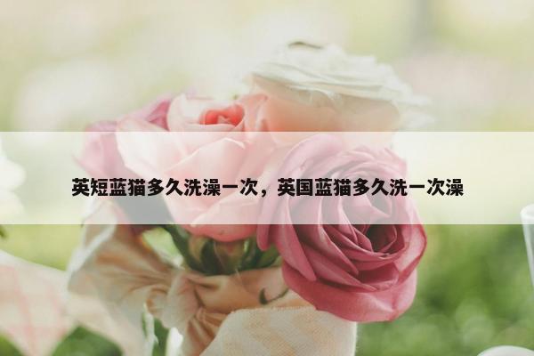 英短蓝猫多久洗澡一次，英国蓝猫多久洗一次澡