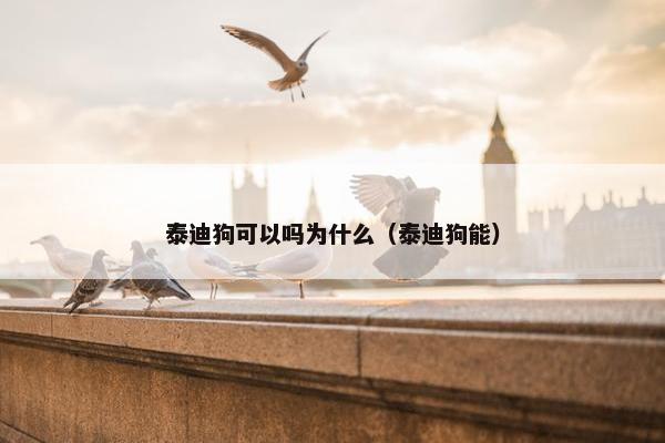 泰迪狗可以吗为什么（泰迪狗能）