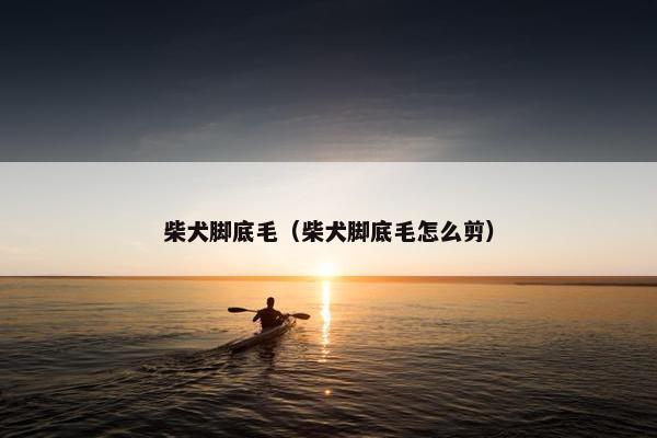 柴犬脚底毛（柴犬脚底毛怎么剪）