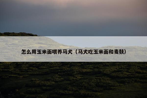 怎么用玉米面喂养马犬（马犬吃玉米面和麦麸）