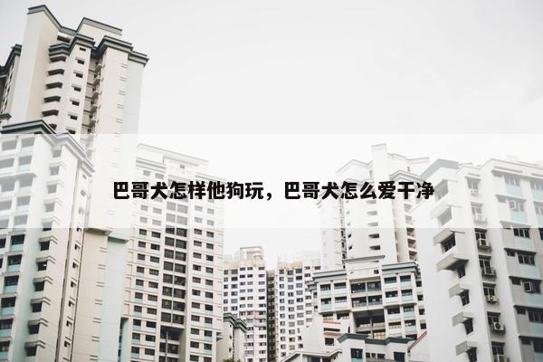 巴哥犬怎样他狗玩，巴哥犬怎么爱干净