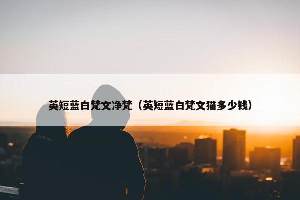 英短蓝白梵文净梵（英短蓝白梵文猫多少钱）