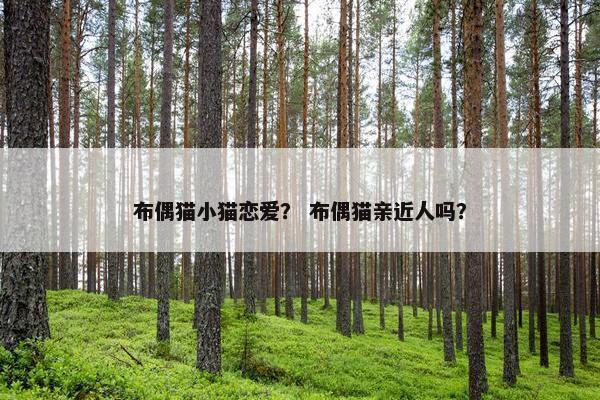 布偶猫小猫恋爱？ 布偶猫亲近人吗？