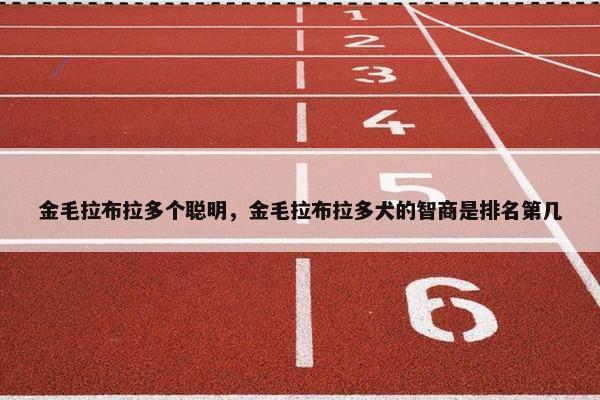金毛拉布拉多个聪明，金毛拉布拉多犬的智商是排名第几