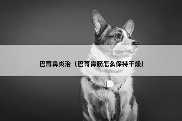 巴哥鼻炎治（巴哥鼻筋怎么保持干燥）
