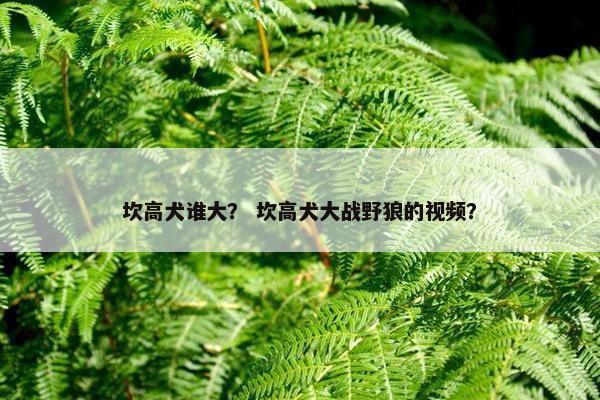 坎高犬谁大？ 坎高犬大战野狼的视频？