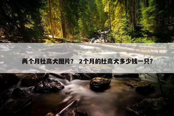 两个月杜高犬图片？ 2个月的杜高犬多少钱一只？
