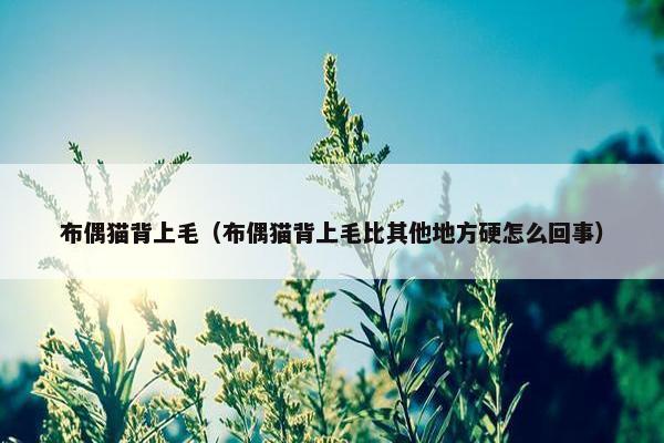 布偶猫背上毛（布偶猫背上毛比其他地方硬怎么回事）