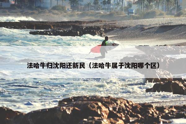 法哈牛归沈阳还新民（法哈牛属于沈阳哪个区）
